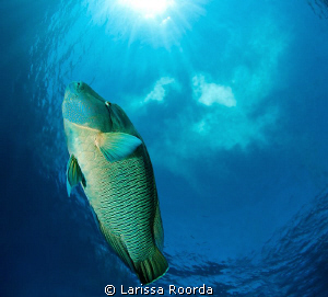 Napoleon Wrasse.  "A Little Slice of Heaven".   Tokina 10... by Larissa Roorda 